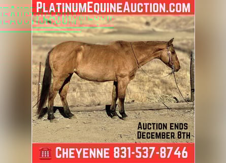 American Quarter Horse, Merrie, 14 Jaar, 150 cm, Falbe