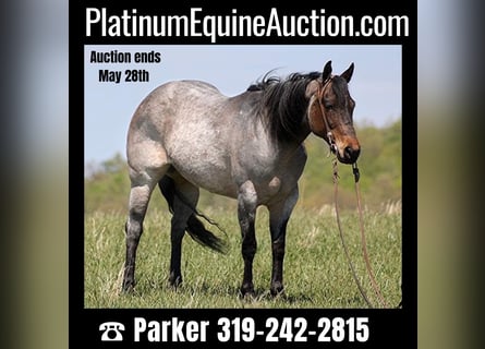 American Quarter Horse, Merrie, 14 Jaar, 152 cm, Roan-Blue