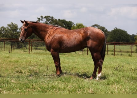 American Quarter Horse, Merrie, 14 Jaar, Roan-Red