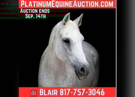 American Quarter Horse, Merrie, 15 Jaar, 150 cm, Schimmel