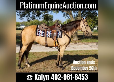 American Quarter Horse, Merrie, 15 Jaar, 152 cm, Buckskin