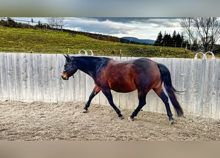 American Quarter Horse, Merrie, 15 Jaar, 152 cm, Donkerbruin