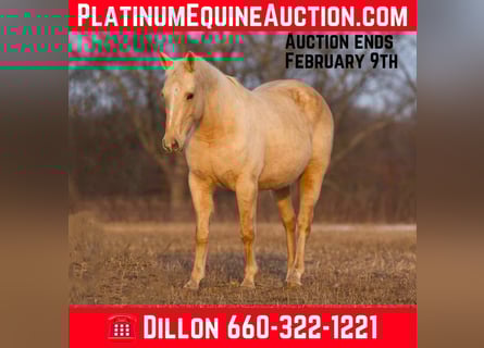 American Quarter Horse, Merrie, 15 Jaar, 152 cm, Palomino
