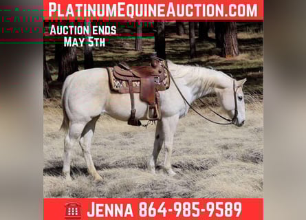 American Quarter Horse, Merrie, 15 Jaar, 152 cm, Schimmel