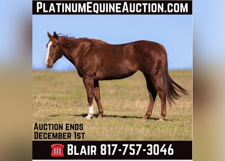 American Quarter Horse, Merrie, 15 Jaar, Donkere-vos