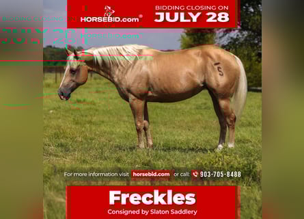 American Quarter Horse, Merrie, 16 Jaar, 145 cm, Palomino