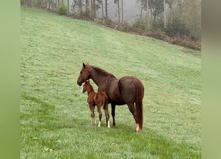 American Quarter Horse, Merrie, 16 Jaar, 153 cm, Donkere-vos