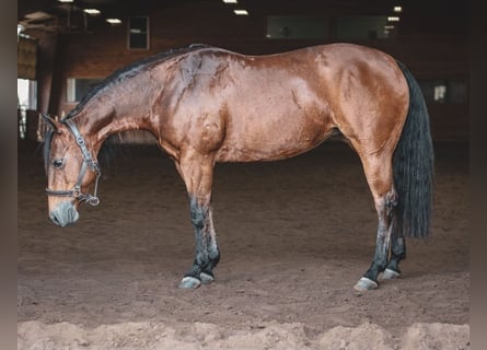 American Quarter Horse, Merrie, 17 Jaar, 138 cm