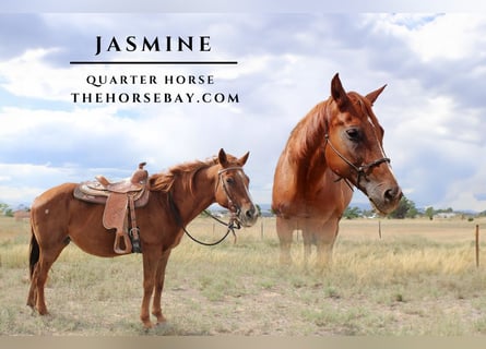 American Quarter Horse, Merrie, 17 Jaar, 160 cm, Roodvos