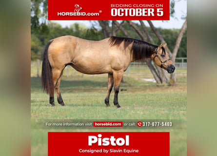 American Quarter Horse, Merrie, 18 Jaar, 152 cm, Buckskin