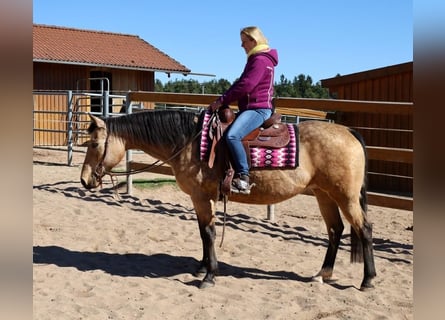 American Quarter Horse, Merrie, 18 Jaar, 154 cm, Buckskin