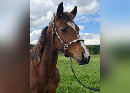 American Quarter Horse, Merrie, 1 Jaar, 145 cm, Bruin
