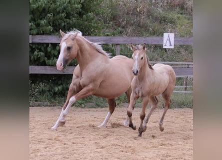 American Quarter Horse, Merrie, 1 Jaar, 148 cm, Dunalino