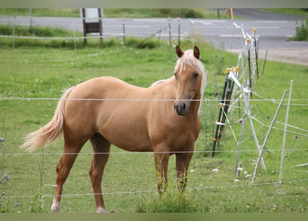 American Quarter Horse, Merrie, 1 Jaar, 148 cm, Palomino