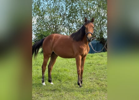 American Quarter Horse, Merrie, 1 Jaar, 150 cm, Bruin