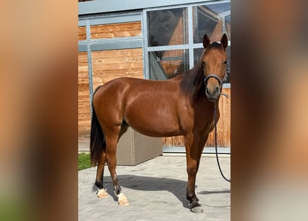 American Quarter Horse, Merrie, 1 Jaar, 150 cm, Bruin