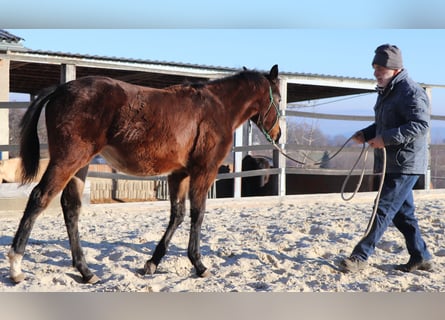 American Quarter Horse, Merrie, 1 Jaar, 150 cm, Bruin