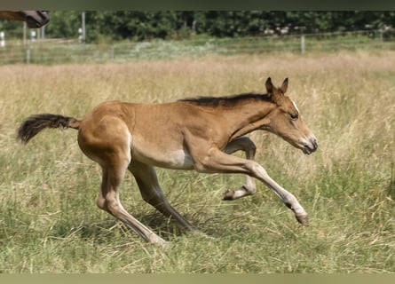 American Quarter Horse, Merrie, 1 Jaar, 150 cm, Bruin