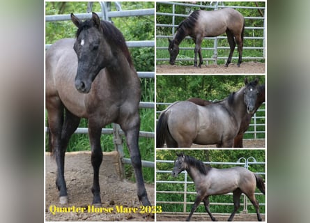 American Quarter Horse, Merrie, 1 Jaar, 150 cm, kan schimmel zijn