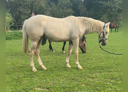 American Quarter Horse, Merrie, 1 Jaar, 150 cm, Palomino