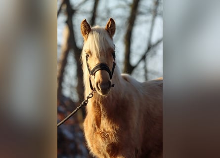 American Quarter Horse, Merrie, 1 Jaar, 150 cm, Palomino