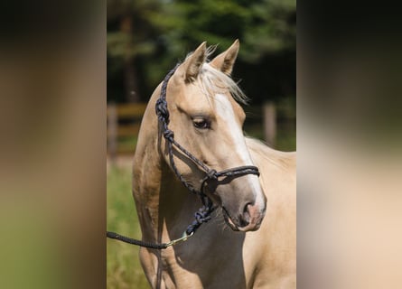 American Quarter Horse, Merrie, 1 Jaar, 150 cm, Palomino