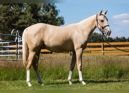 American Quarter Horse, Merrie, 1 Jaar, 150 cm, Palomino