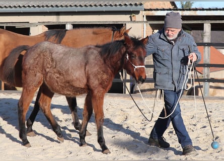 American Quarter Horse, Merrie, 1 Jaar, 150 cm, Roan-Bay