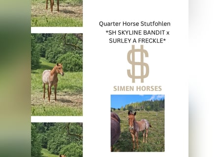 American Quarter Horse, Merrie, 1 Jaar, 150 cm, Roan-Red