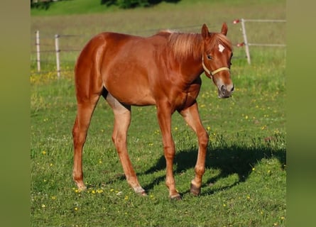 American Quarter Horse, Merrie, 1 Jaar, 150 cm, Vos