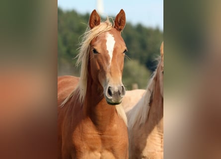 American Quarter Horse, Merrie, 1 Jaar, 150 cm, Vos