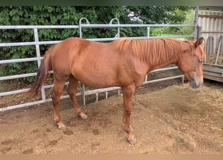 American Quarter Horse, Merrie, 1 Jaar, 150 cm, Vos