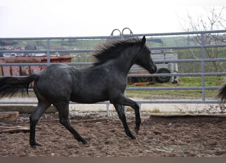 American Quarter Horse, Merrie, 1 Jaar, 153 cm, Roan-Blue