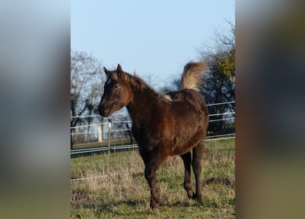 American Quarter Horse, Merrie, 1 Jaar, 155 cm