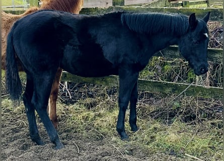 American Quarter Horse, Merrie, 1 Jaar, 155 cm, Zwart