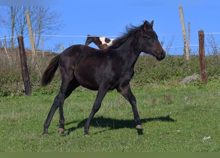 American Quarter Horse, Merrie, 1 Jaar, 155 cm, Zwart