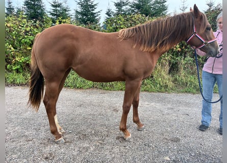 American Quarter Horse, Merrie, 1 Jaar, 163 cm, Vos