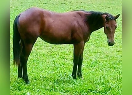 American Quarter Horse, Merrie, 1 Jaar, Bruin