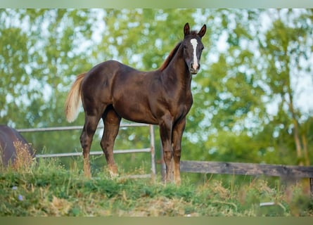 American Quarter Horse, Merrie, 1 Jaar, Donkerbruin