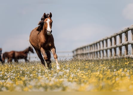 American Quarter Horse, Merrie, 1 Jaar, Donkere-vos