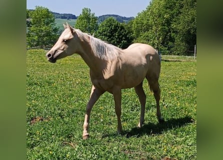 American Quarter Horse, Merrie, 1 Jaar, Palomino