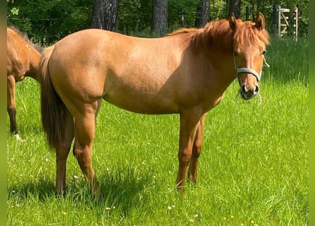 American Quarter Horse, Merrie, 1 Jaar, Red Dun