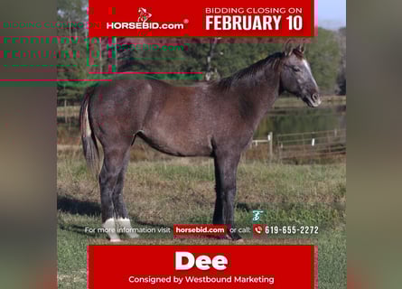American Quarter Horse, Merrie, 1 Jaar, Schimmel