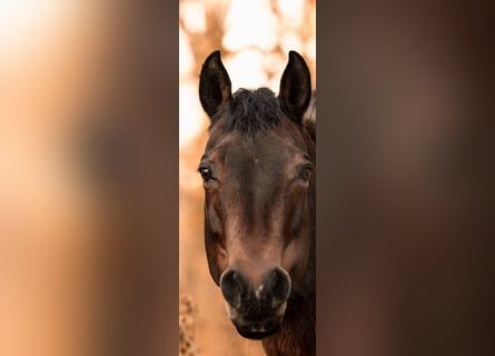 American Quarter Horse, Merrie, 21 Jaar, 145 cm, Bruin