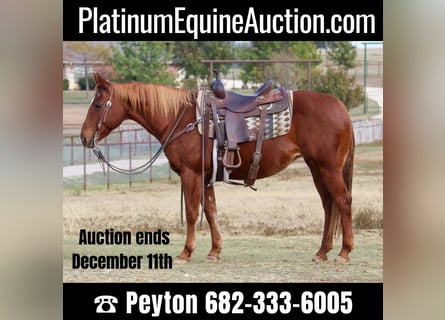American Quarter Horse, Merrie, 22 Jaar, 145 cm, Roodvos