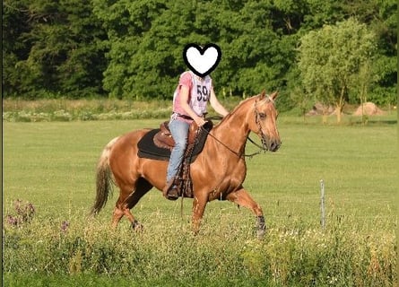 American Quarter Horse, Merrie, 23 Jaar, 145 cm, Palomino