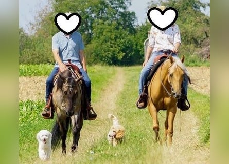 American Quarter Horse, Merrie, 23 Jaar, 145 cm, Palomino