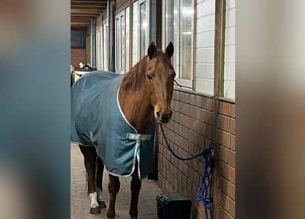 American Quarter Horse, Merrie, 23 Jaar, 149 cm, Vos
