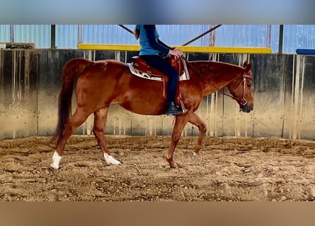 American Quarter Horse, Merrie, 24 Jaar, 149 cm, Vos