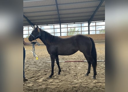 American Quarter Horse, Merrie, 2 Jaar, 140 cm
